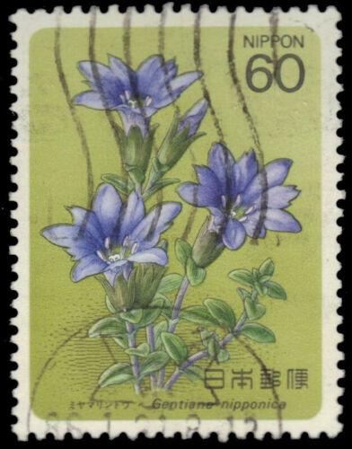 Gentiana scabra