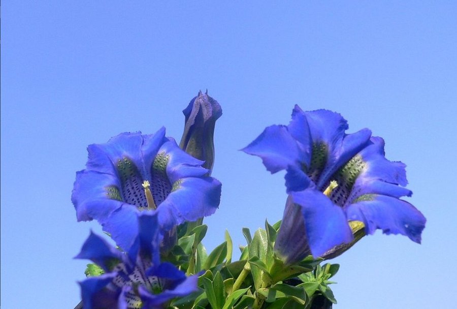 gentian (Фото Luigi Strano)