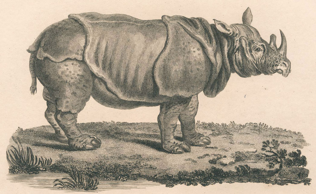 Джеймс Хит, африканский носорог, 1790