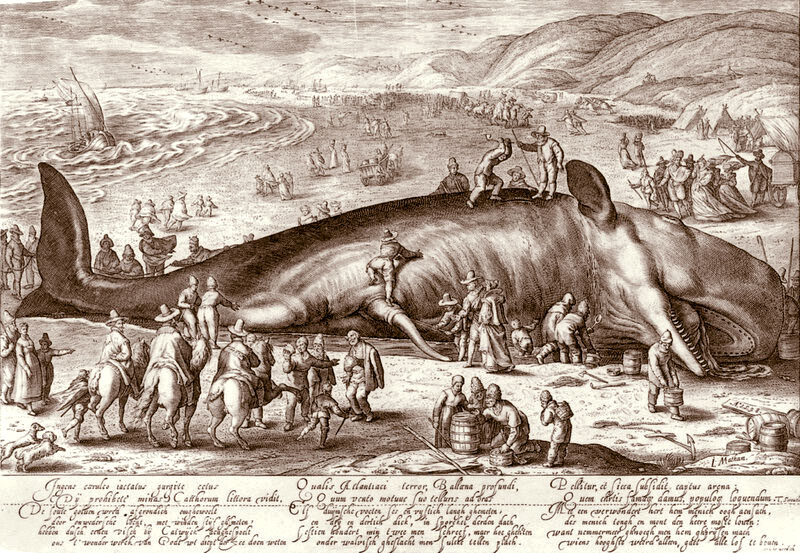 Кита выбросило на берег в Голландии. 1598. Гравюра